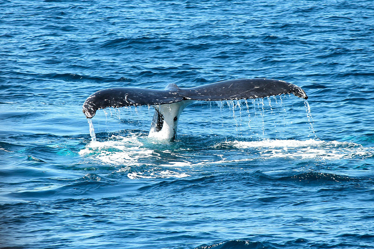 Baleines près de Nosy Be